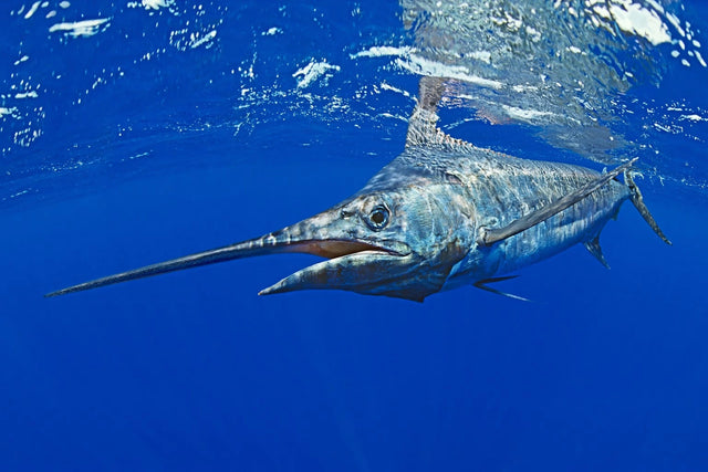 Marlin
