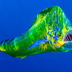 Collection image for: Mahi Lures