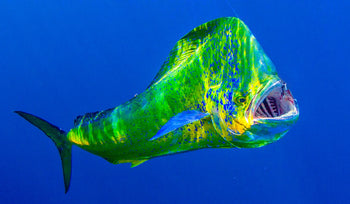 Mahi Lures