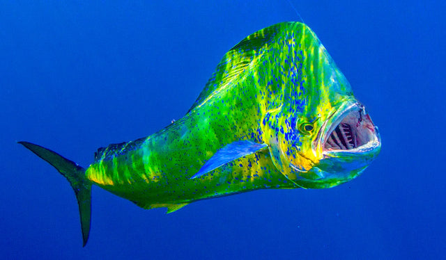 Mahi Lures