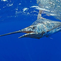 Collection image for: Marlin