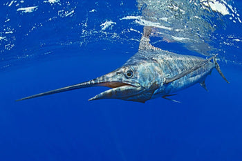 Marlin