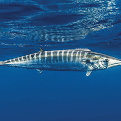 Collection image for: Wahoo