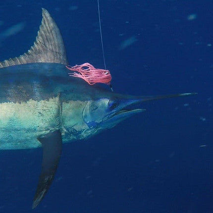 Marlin Lure Trolling Pack by Bost - Rigged or Un-Rigged