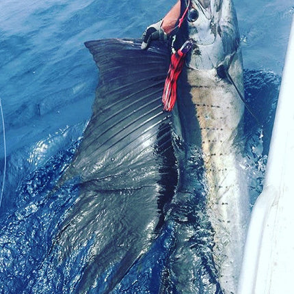 Marlin Lure Trolling Pack by Bost - Rigged or Un-Rigged