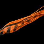 Orange Black Stripes