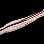 White Red Vein